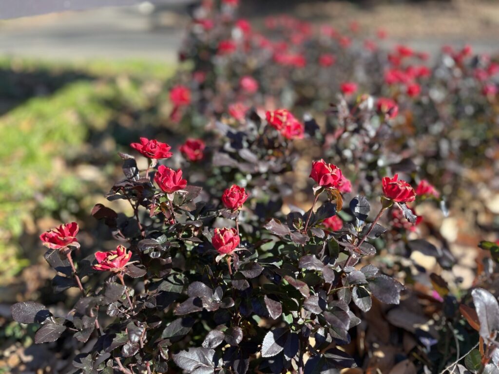 駒沢公園