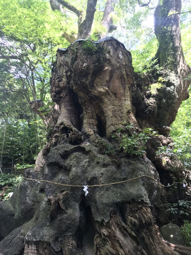 来宮神社４