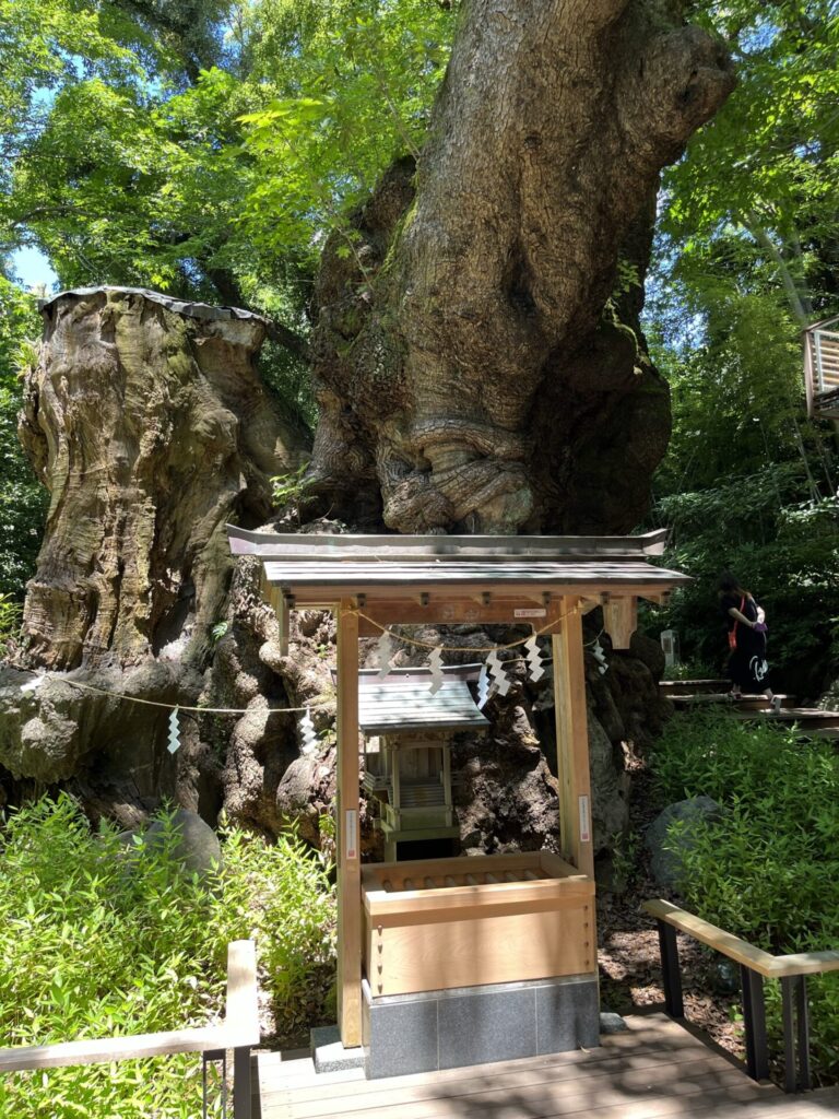 来宮神社２