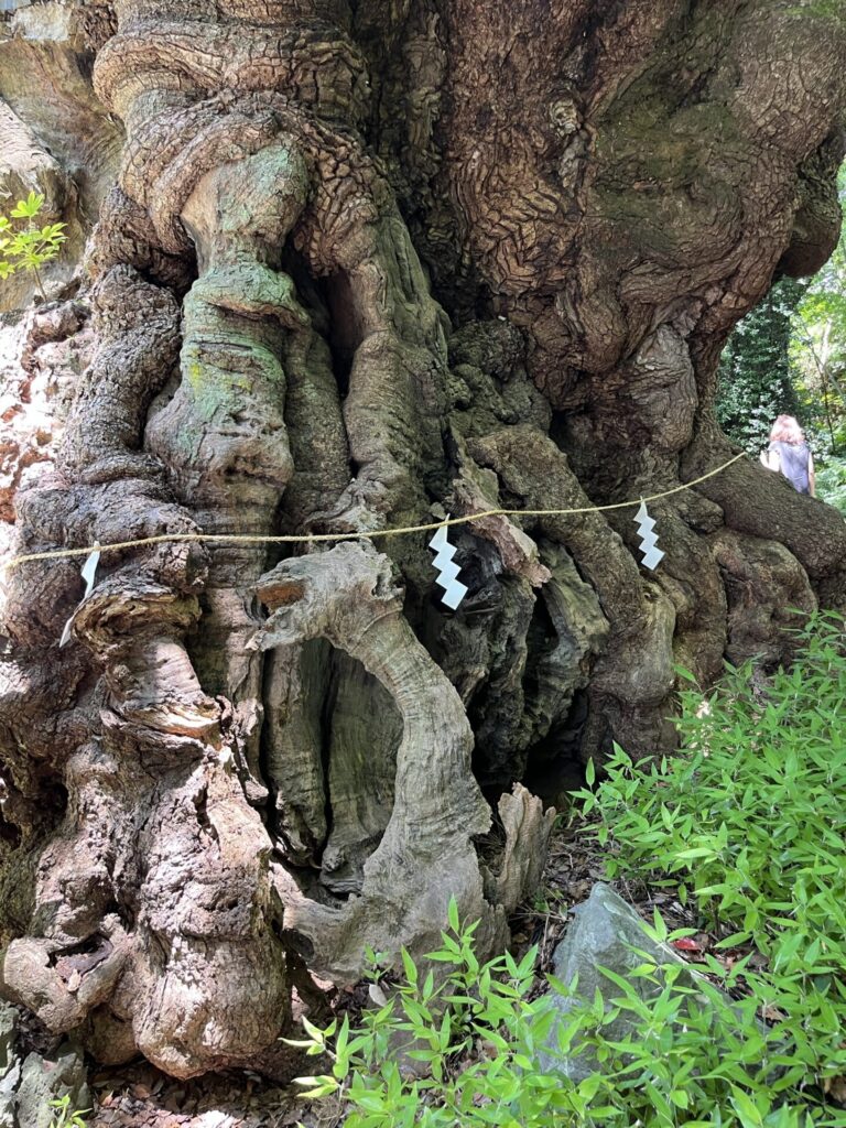 来宮神社３