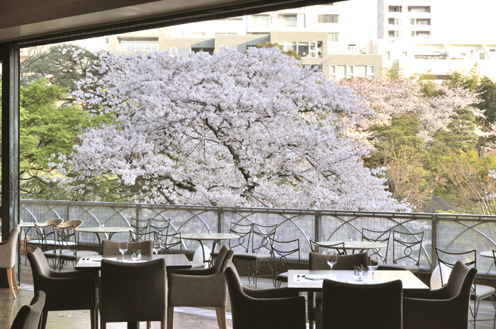 八芳園桜